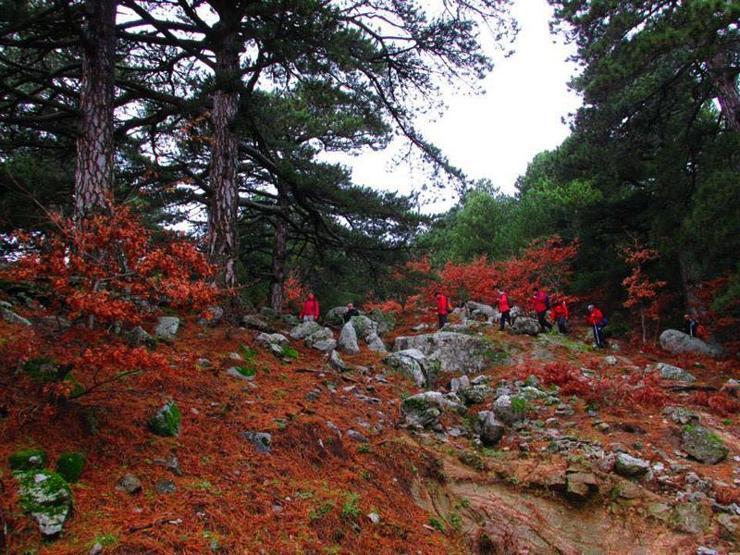 Kaz Dağında sihirli mantar bulundu