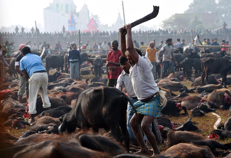 Nepalde Gadhimai festivali başladı hayvanseverler tepkili