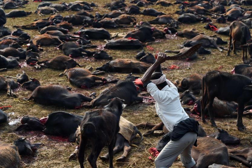 Nepalde Gadhimai festivali başladı hayvanseverler tepkili