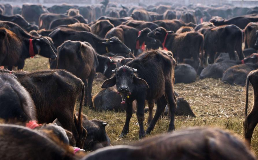 Nepalde Gadhimai festivali başladı hayvanseverler tepkili