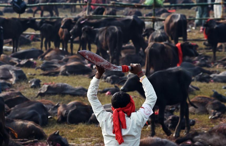 Nepalde Gadhimai festivali başladı hayvanseverler tepkili