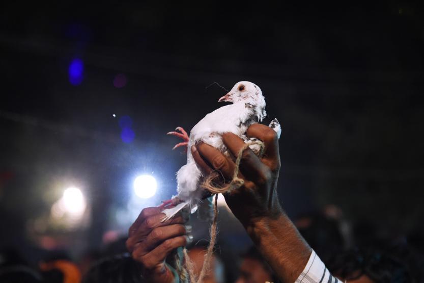 Nepalde Gadhimai festivali başladı hayvanseverler tepkili
