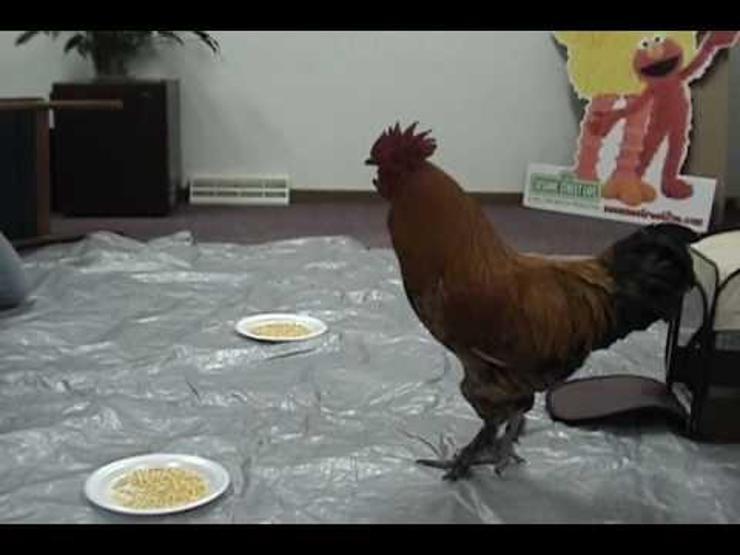 Birbirinden ilginç yılbaşı gelenekleri