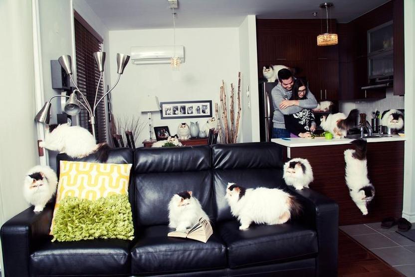 Çılgın kedi severler