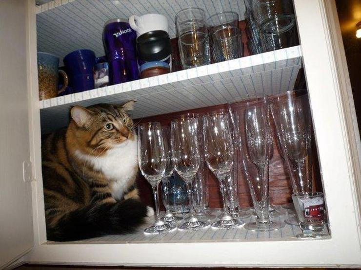 25 ninja kedi