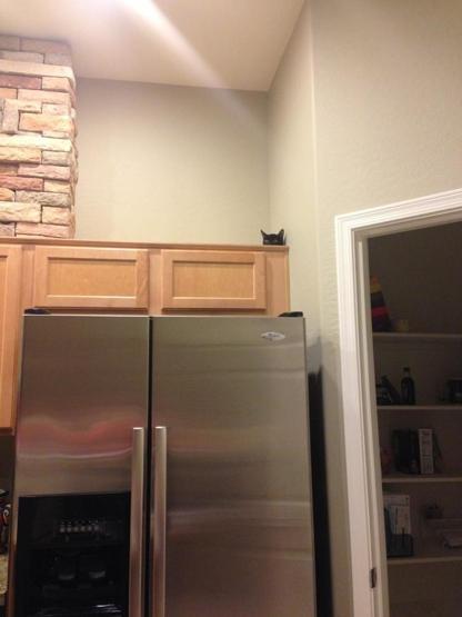 25 ninja kedi