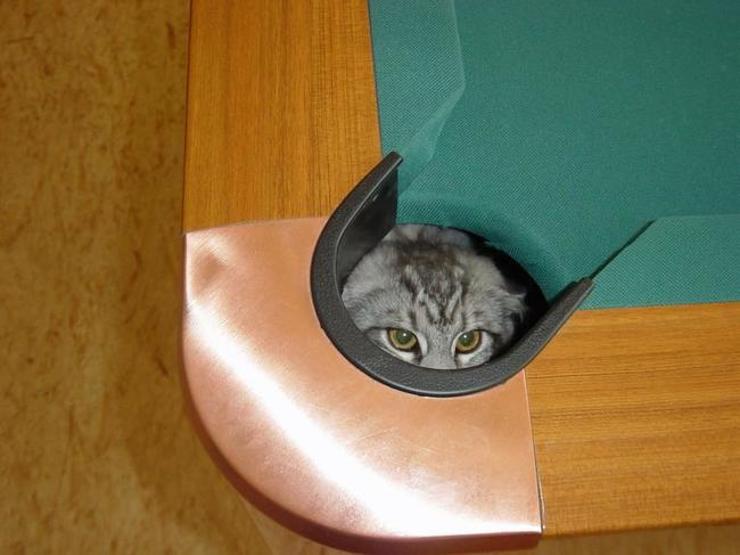 25 ninja kedi