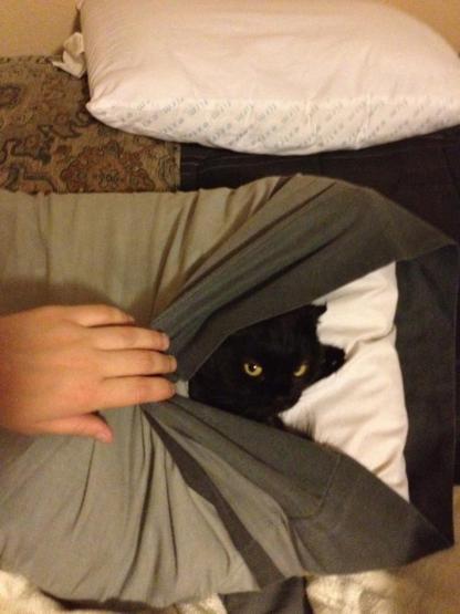 25 ninja kedi