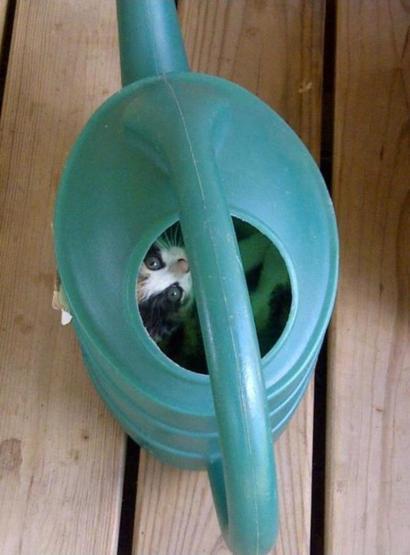 25 ninja kedi