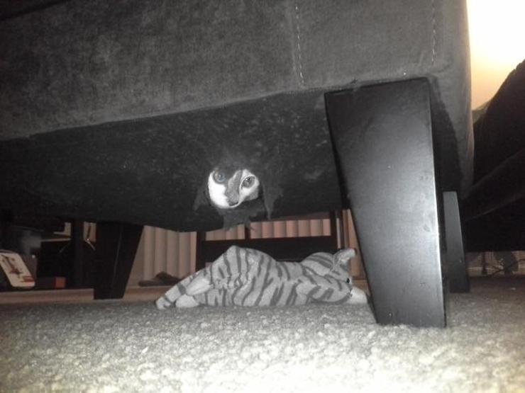 25 ninja kedi