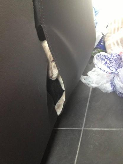 25 ninja kedi