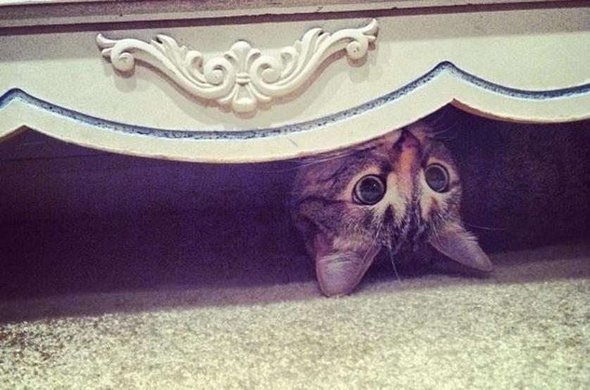 25 ninja kedi