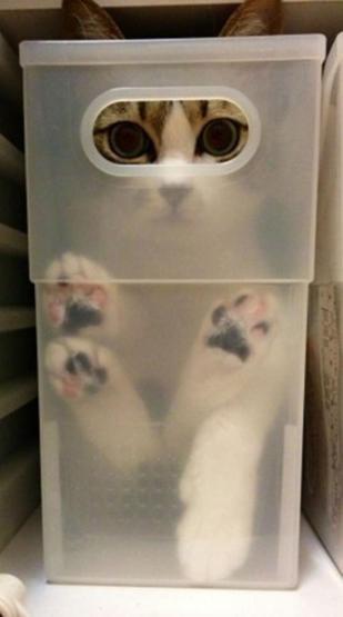 25 ninja kedi