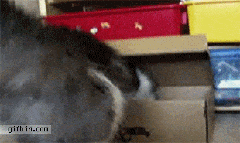 25 ninja kedi