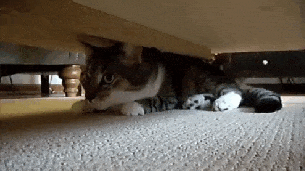 25 ninja kedi