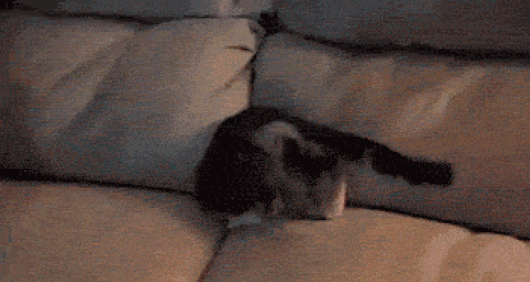 25 ninja kedi