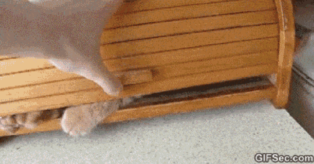 25 ninja kedi