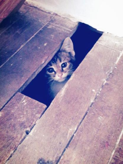 25 ninja kedi