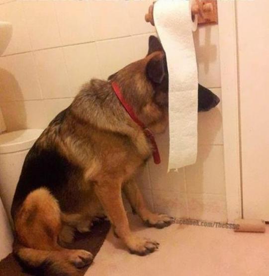 Suçunu bilen köpekler