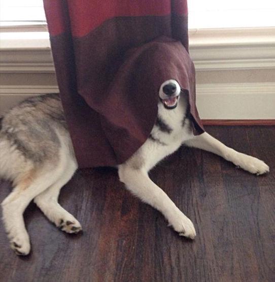 Suçunu bilen köpekler