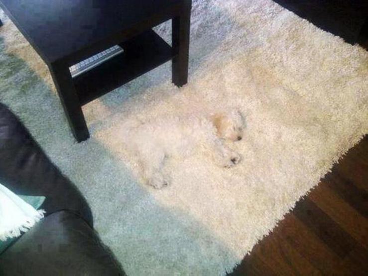 Suçunu bilen köpekler