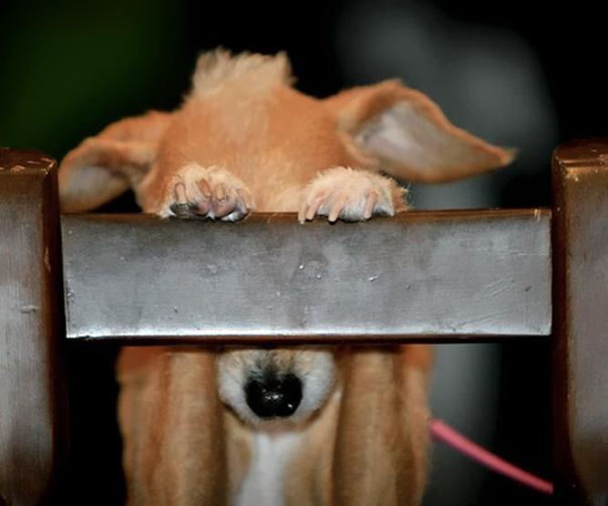 Suçunu bilen köpekler