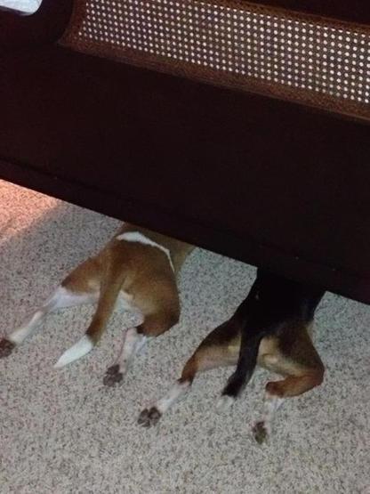 Suçunu bilen köpekler