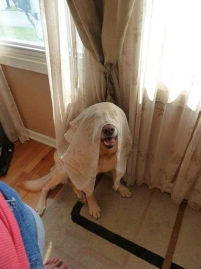 Suçunu bilen köpekler