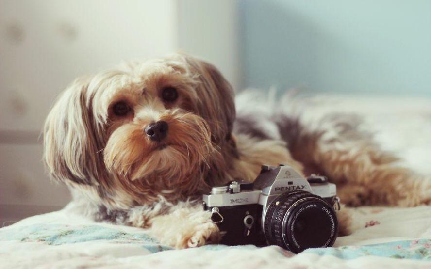 Hayvanların fotoğraf makinesiyle imtihanı