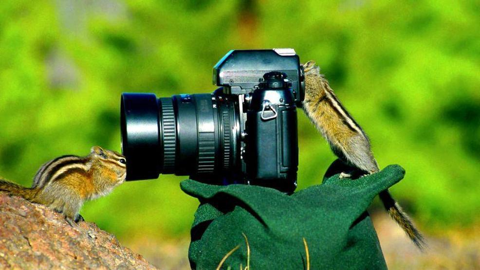 Hayvanların fotoğraf makinesiyle imtihanı