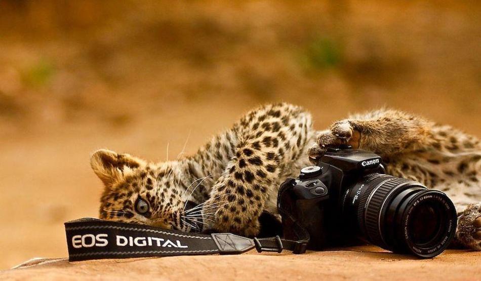 Hayvanların fotoğraf makinesiyle imtihanı