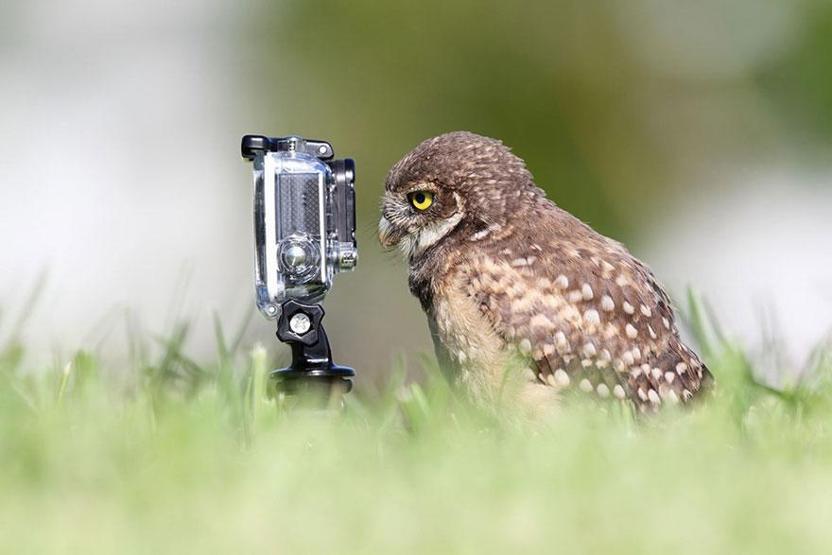 Hayvanların fotoğraf makinesiyle imtihanı