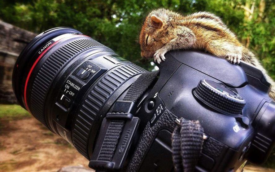 Hayvanların fotoğraf makinesiyle imtihanı
