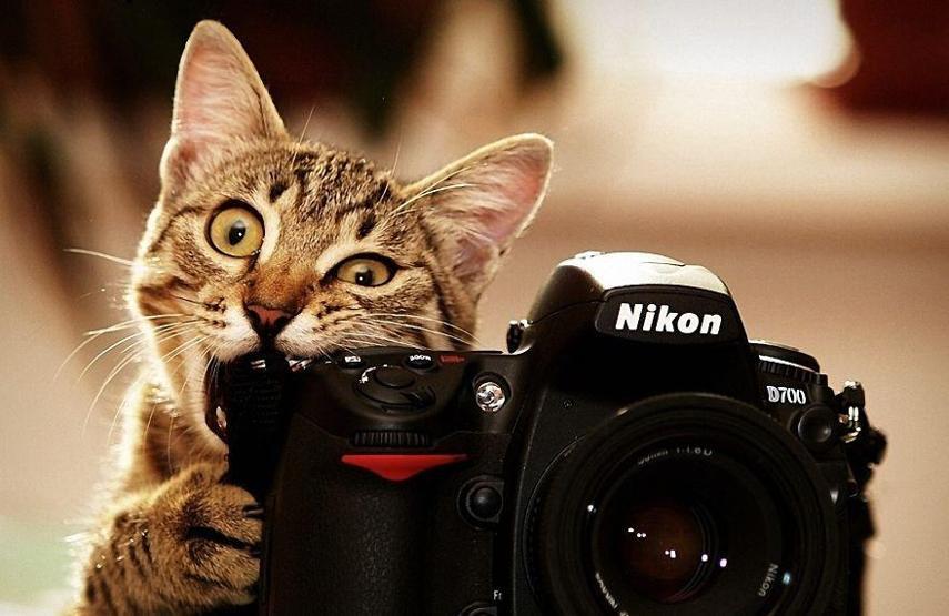 Hayvanların fotoğraf makinesiyle imtihanı