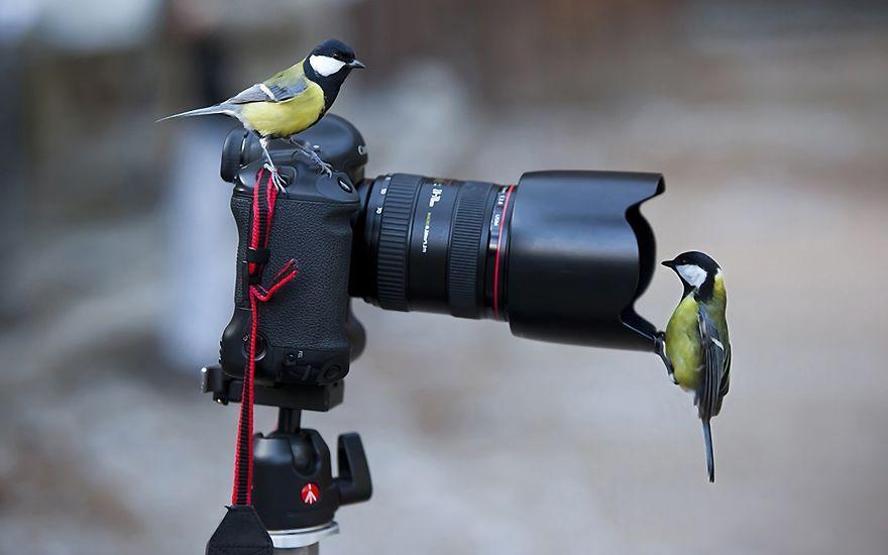 Hayvanların fotoğraf makinesiyle imtihanı