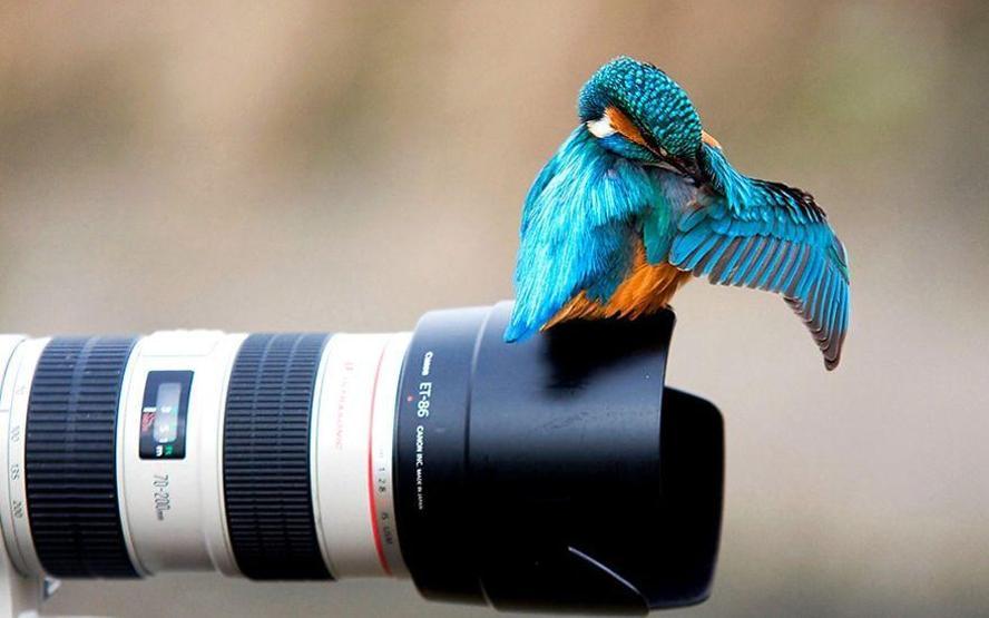 Hayvanların fotoğraf makinesiyle imtihanı