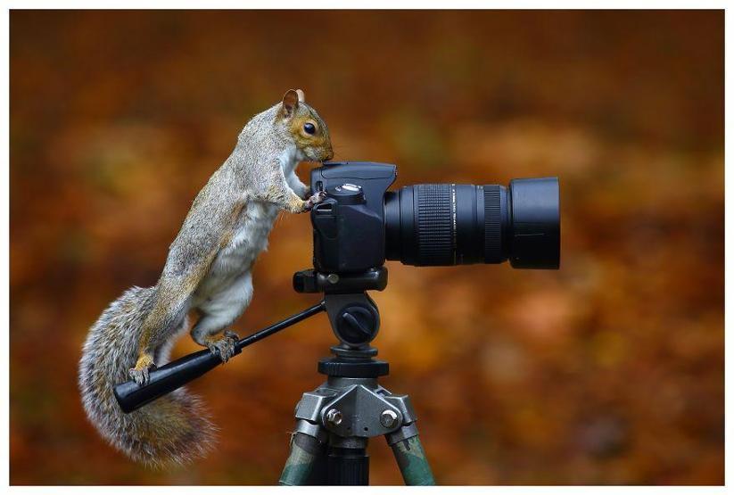 Hayvanların fotoğraf makinesiyle imtihanı