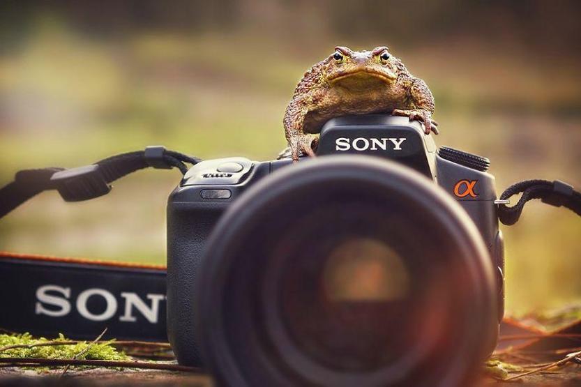 Hayvanların fotoğraf makinesiyle imtihanı