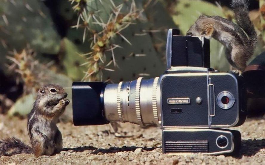 Hayvanların fotoğraf makinesiyle imtihanı