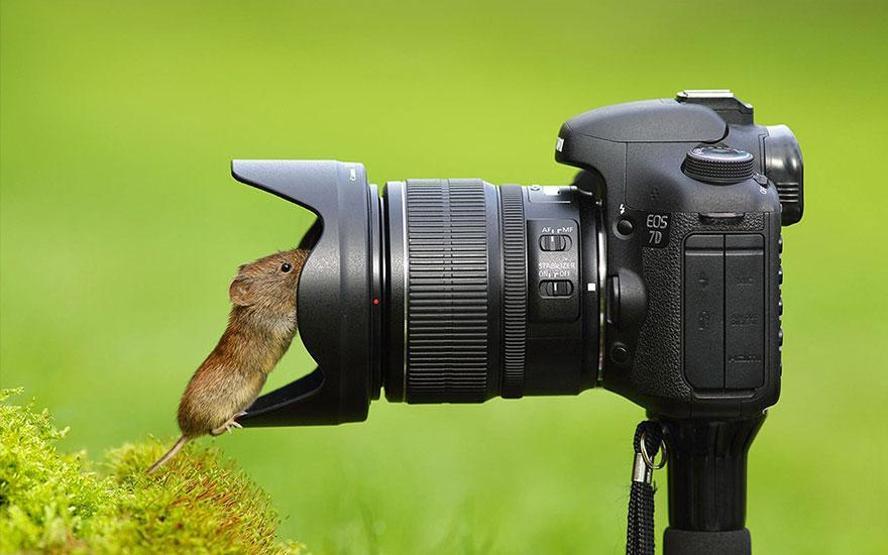 Hayvanların fotoğraf makinesiyle imtihanı