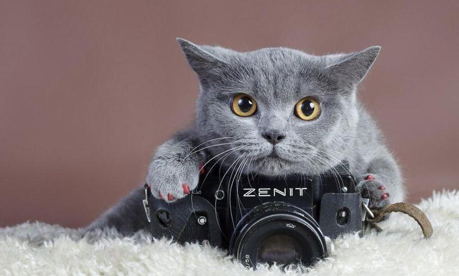 Hayvanların fotoğraf makinesiyle imtihanı
