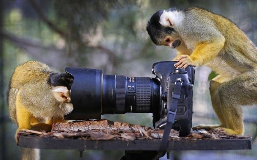 Hayvanların fotoğraf makinesiyle imtihanı
