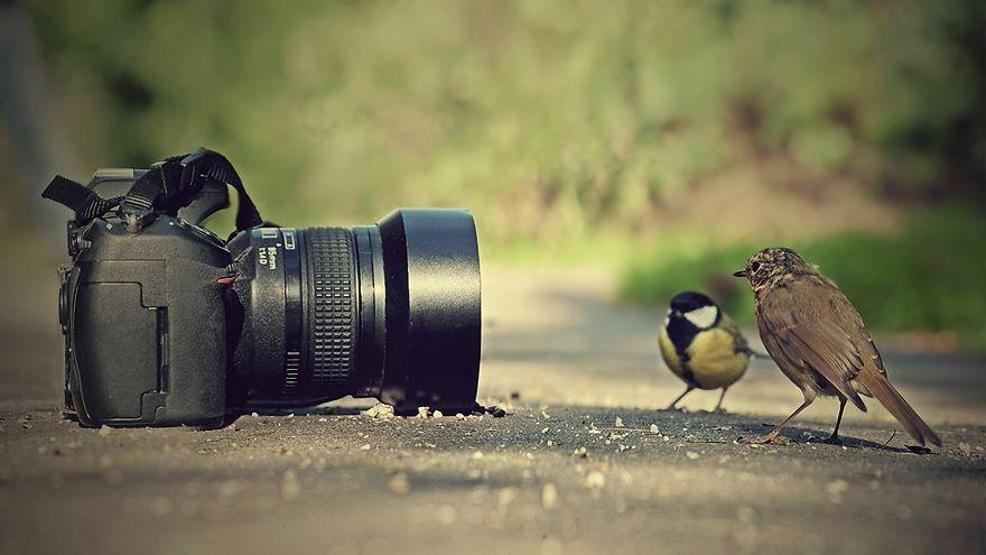 Hayvanların fotoğraf makinesiyle imtihanı
