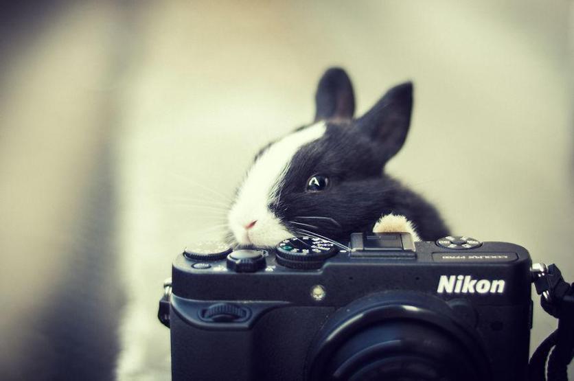 Hayvanların fotoğraf makinesiyle imtihanı