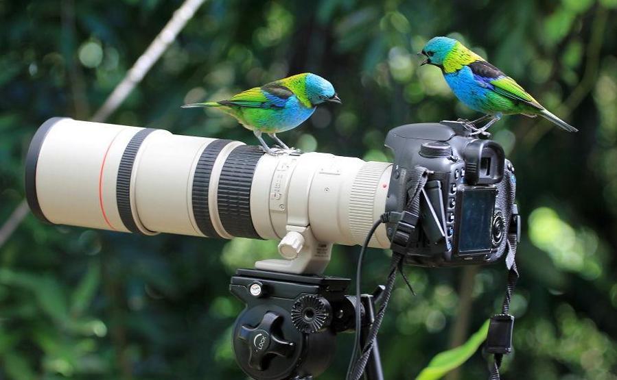 Hayvanların fotoğraf makinesiyle imtihanı