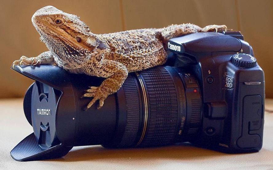 Hayvanların fotoğraf makinesiyle imtihanı