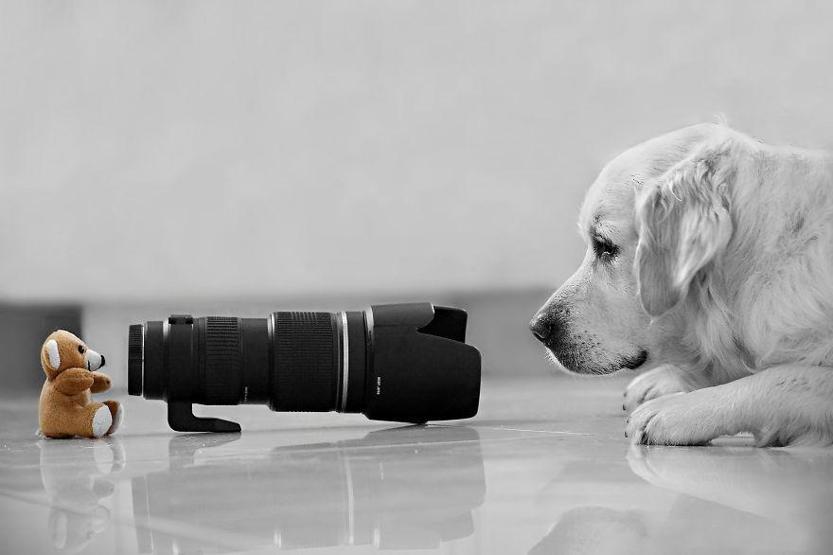 Hayvanların fotoğraf makinesiyle imtihanı