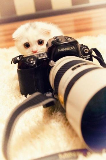 Hayvanların fotoğraf makinesiyle imtihanı