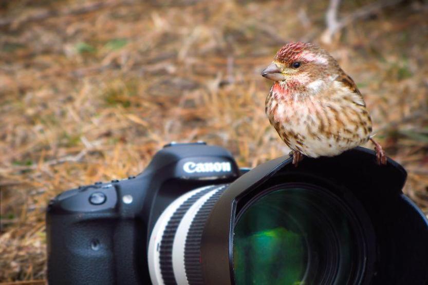 Hayvanların fotoğraf makinesiyle imtihanı