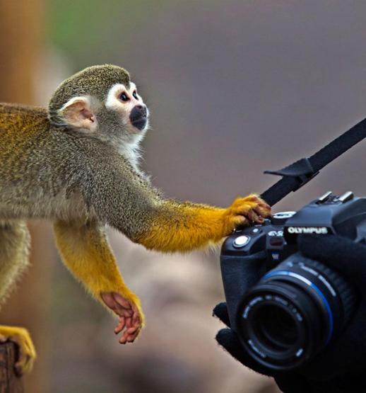 Hayvanların fotoğraf makinesiyle imtihanı